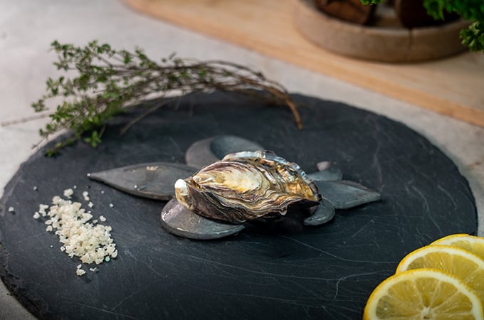 Antelope Oyster 1858