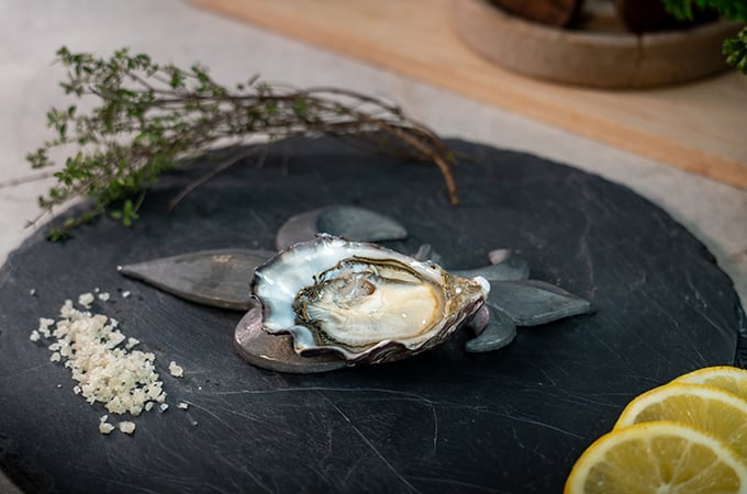 Antelope Oyster 1858