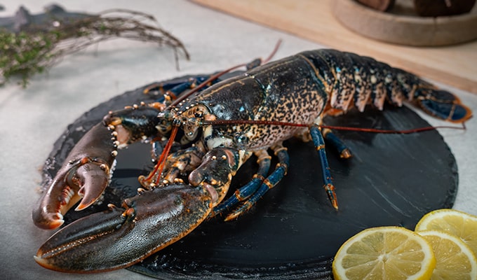 Presentation photo of a blue lobster