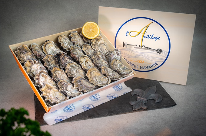 Antelope Oyster 1858