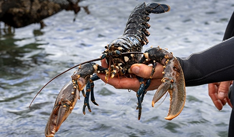 Fisherman's hand holding a lobster