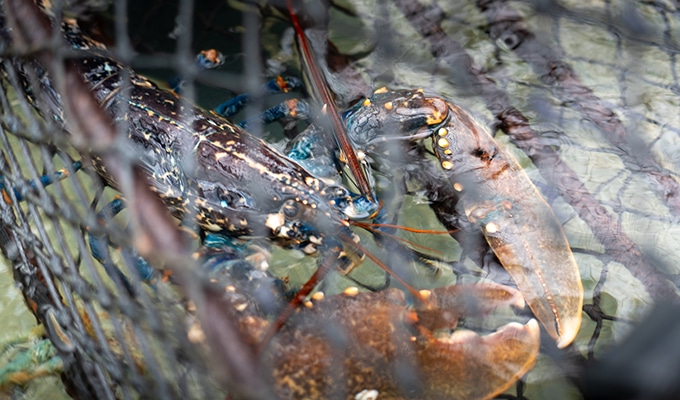 Lobster in a net