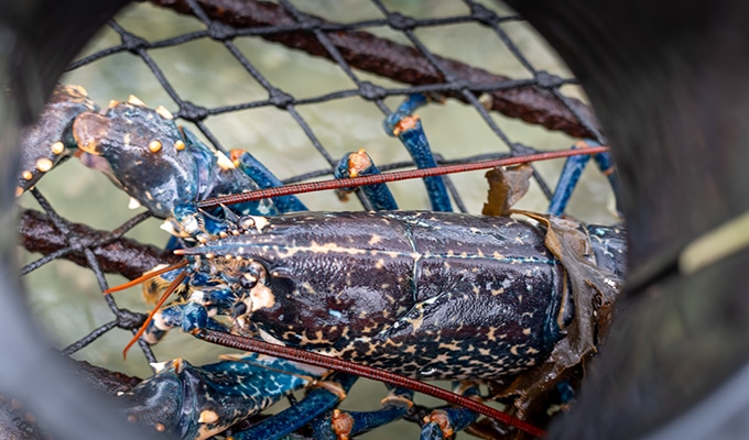 Blue lobster in a trap