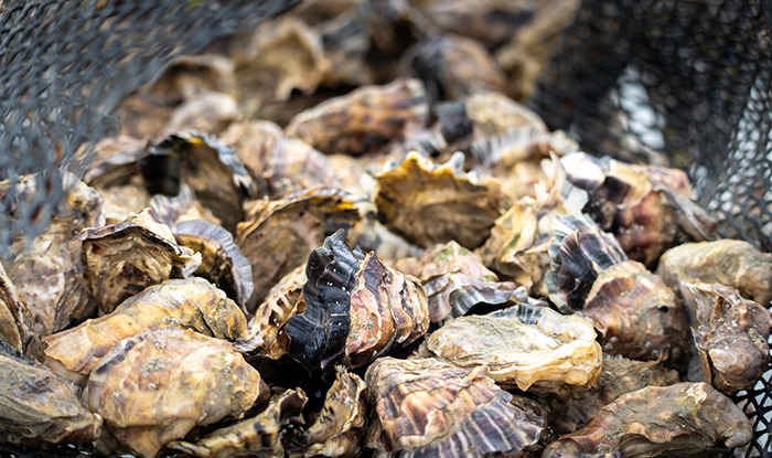 Close-up photo of oysters