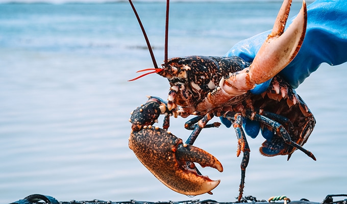 A lobster in a fisherman's hand