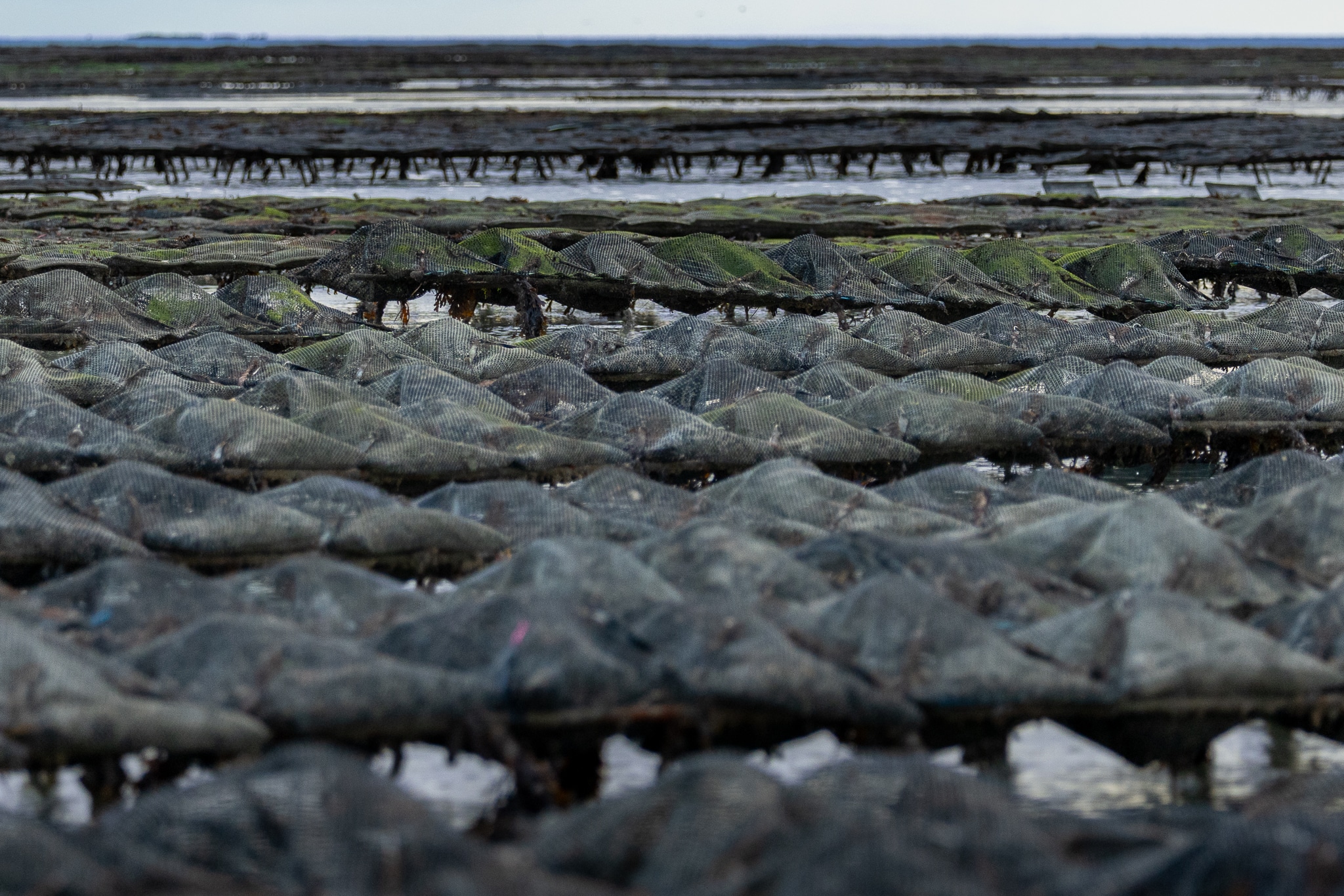 Oyster beds in Gouville-sur-Mer in Normandy