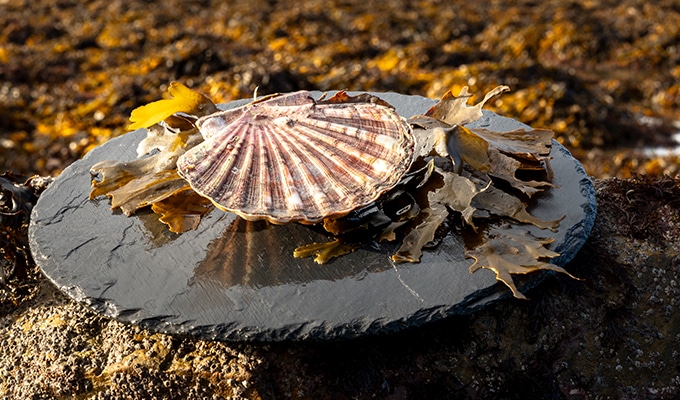 photo of Scallop Saint-Jacques