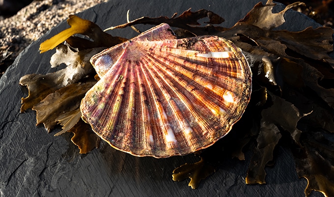 photo de Coquille Saint-Jacques