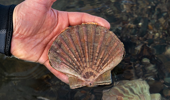 photo of Scallop Saint-Jacques